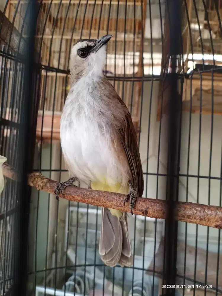 Burung Trucukan