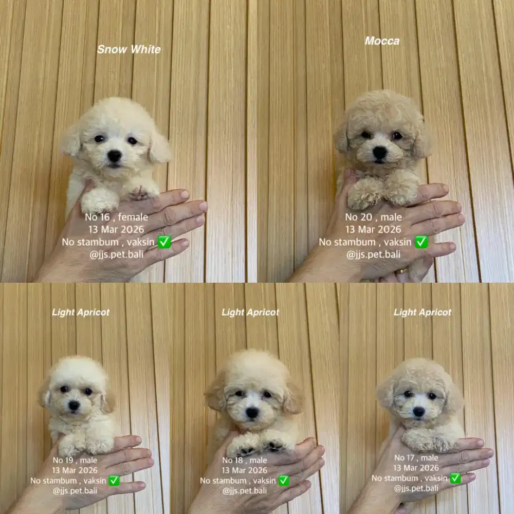 Toy Poodle party puppy lucu imut