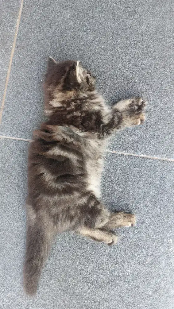 Kucing Persia Betina