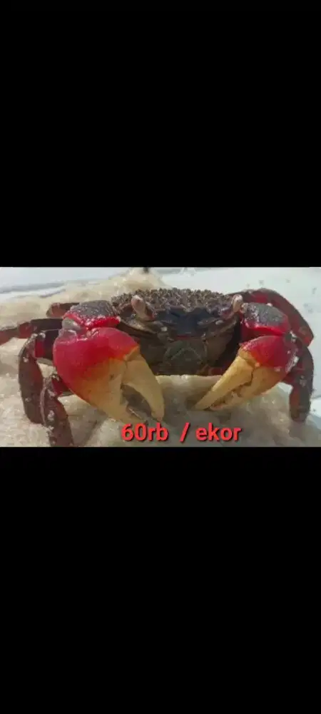 Kepiting/kurakura/ikan/hamster/kucing/anjing/kelinci/musang