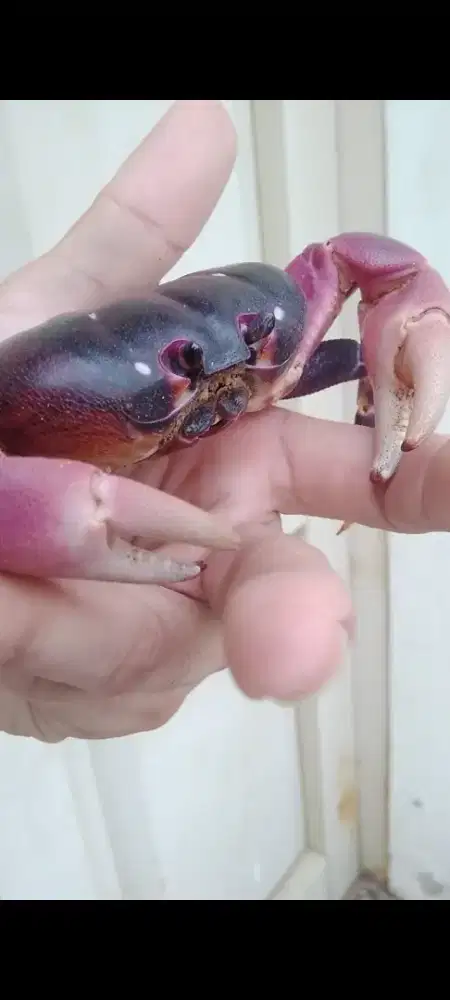 Kepiting/ikan/kurakura/hamster/kelinci/kucing/musang/anjing