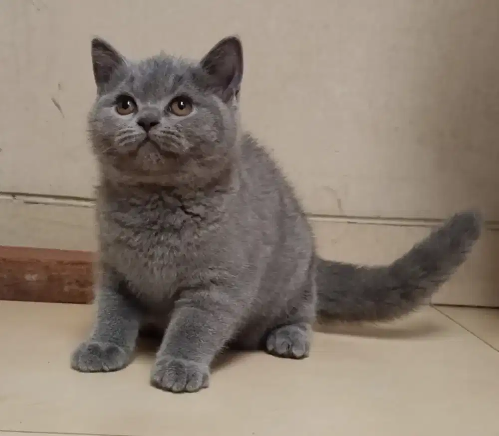 Kitten British Short Hair