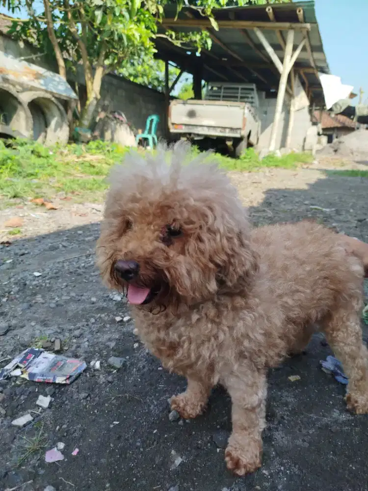 Jual murah poodle betina