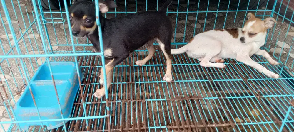 Sepasang Chihuahua pure (non STB)