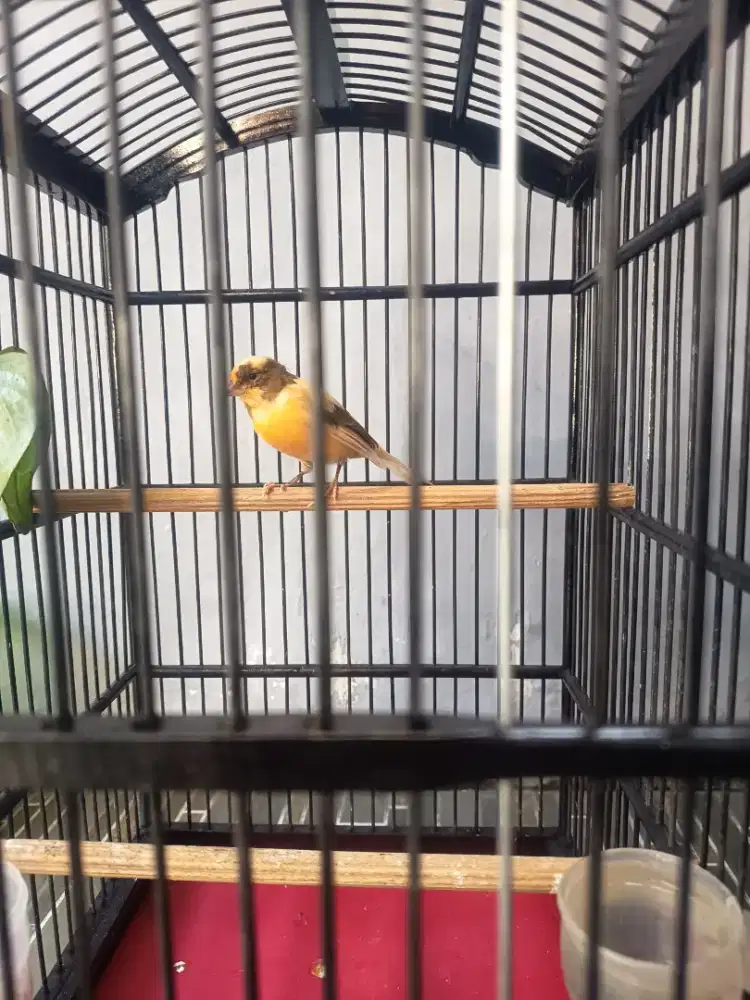 Kenari Af Kuning