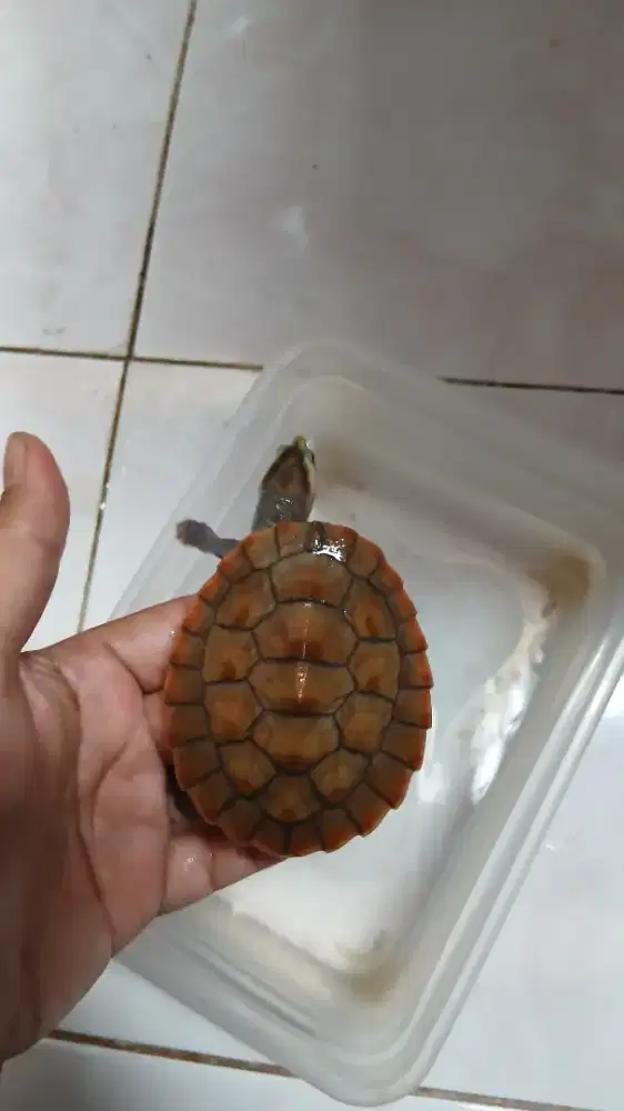 Kura kura damer bukan brazil dada merah