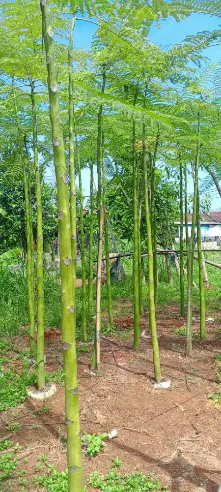 Pohon pakis Brazil tinggi 3 meter