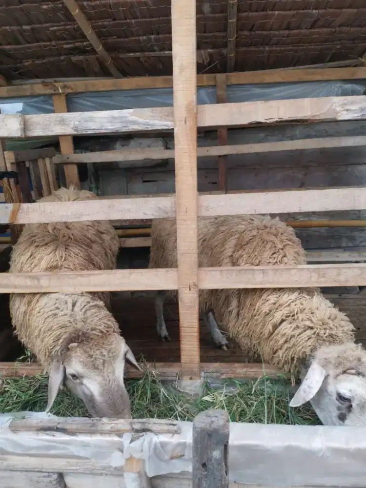 Jual Kambing Jantan Sehat 2 Ekor Siap Kurban & Ternak