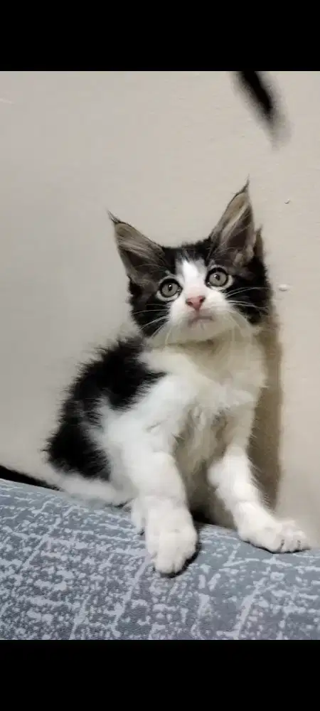 Pure Mainecoon jantan ganteng