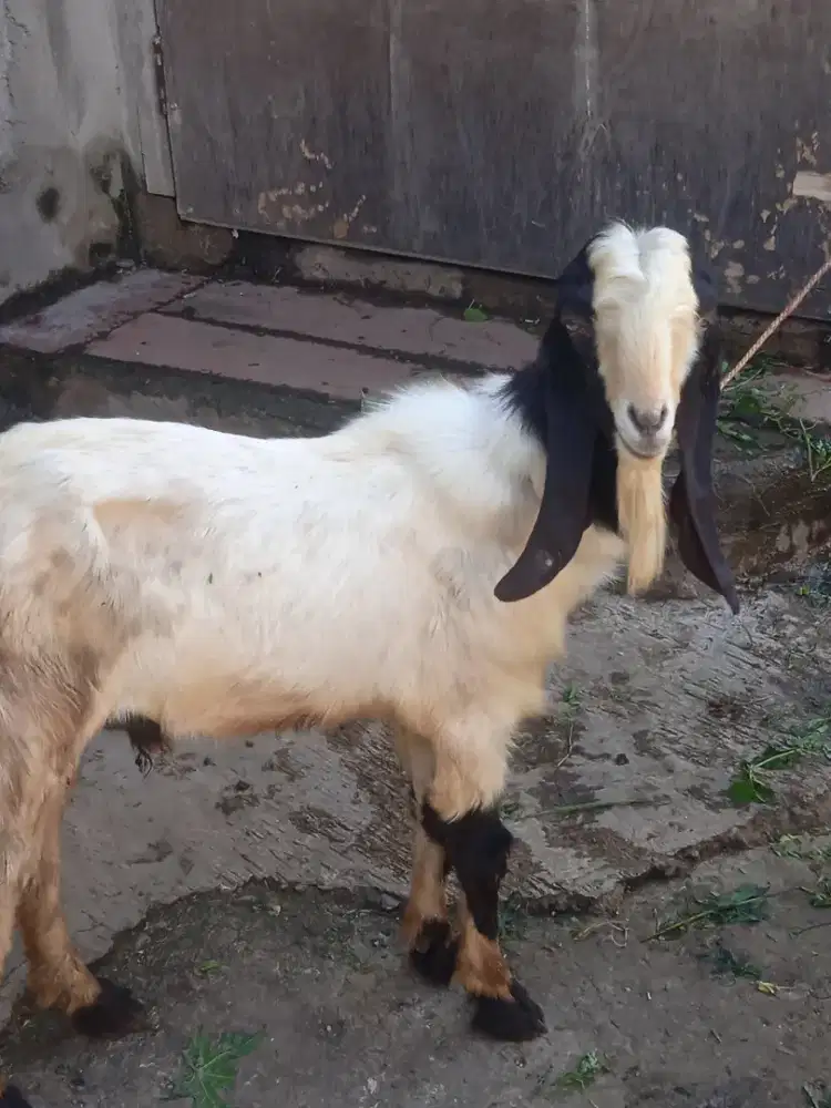Jual Kambing qurban
