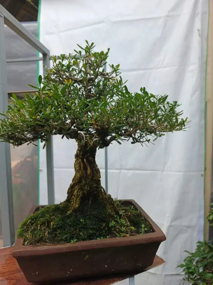 Bonsai bebagai macam