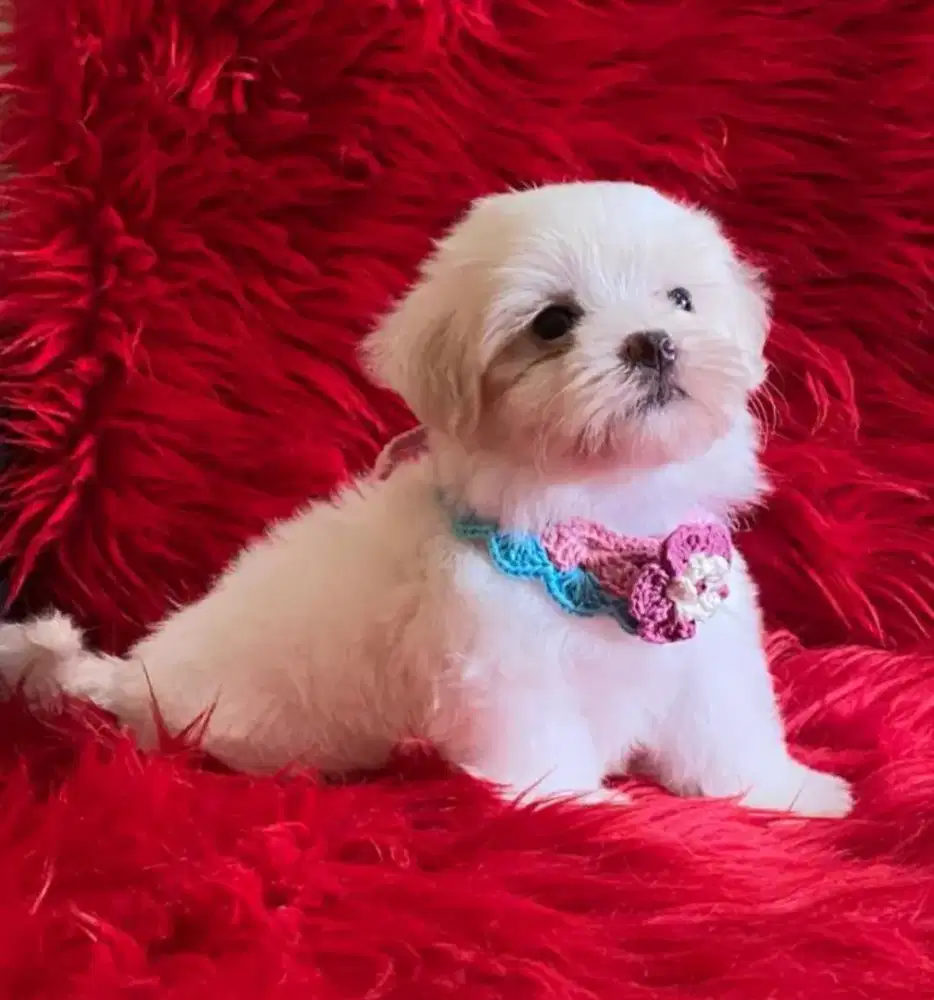 Jual Anakan Maltese Semarang