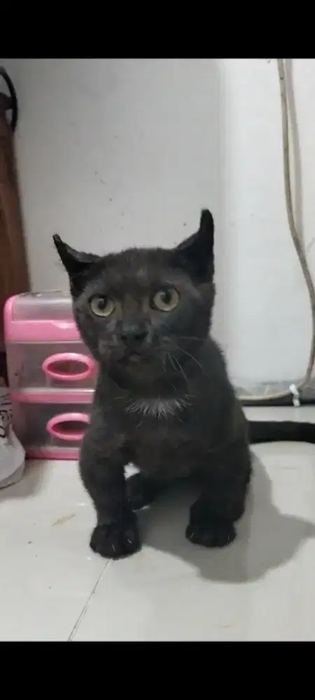 Kucing Munchkin kinkalow jantan