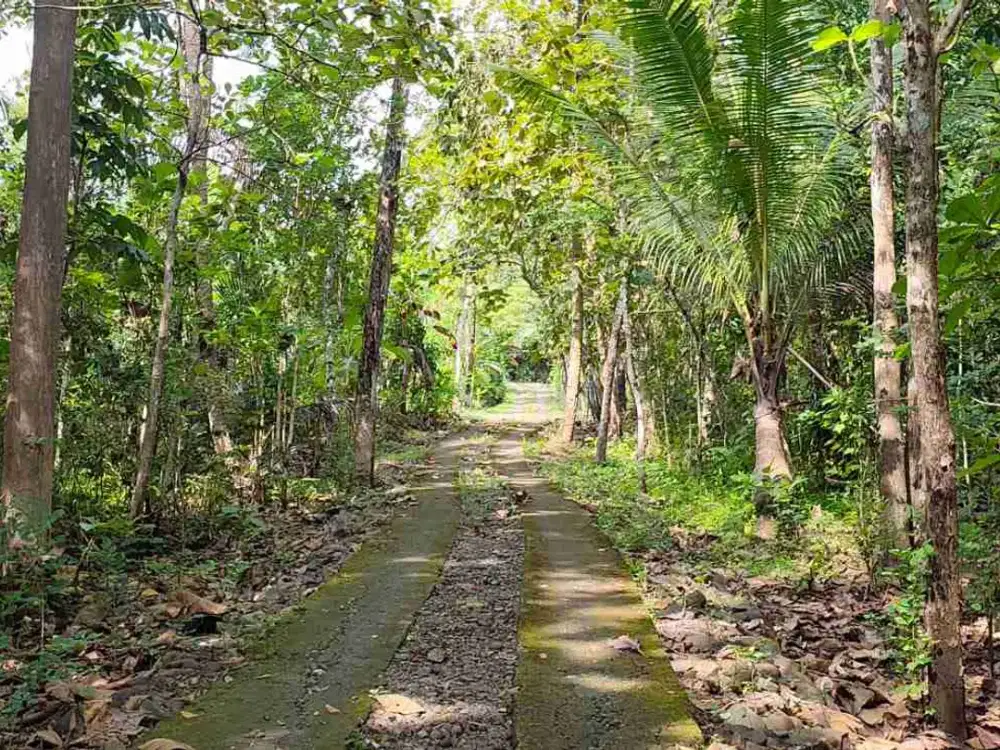 Tanah Murah Subur mepet sungai kecil di Girimulyo