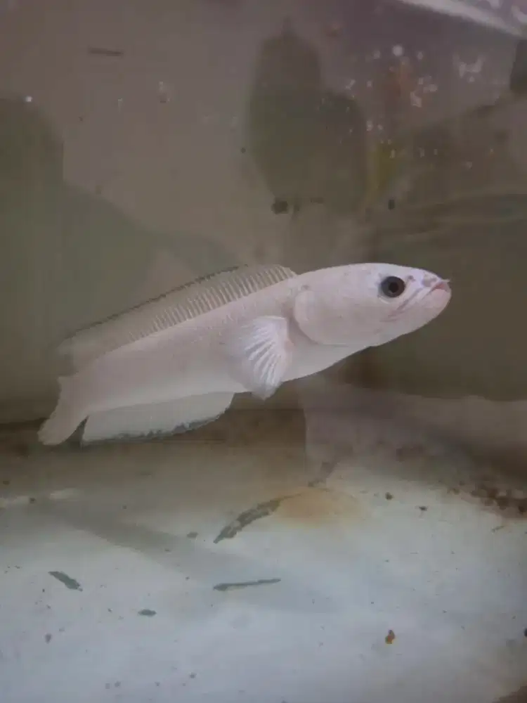 Ikan chana sama akuarium