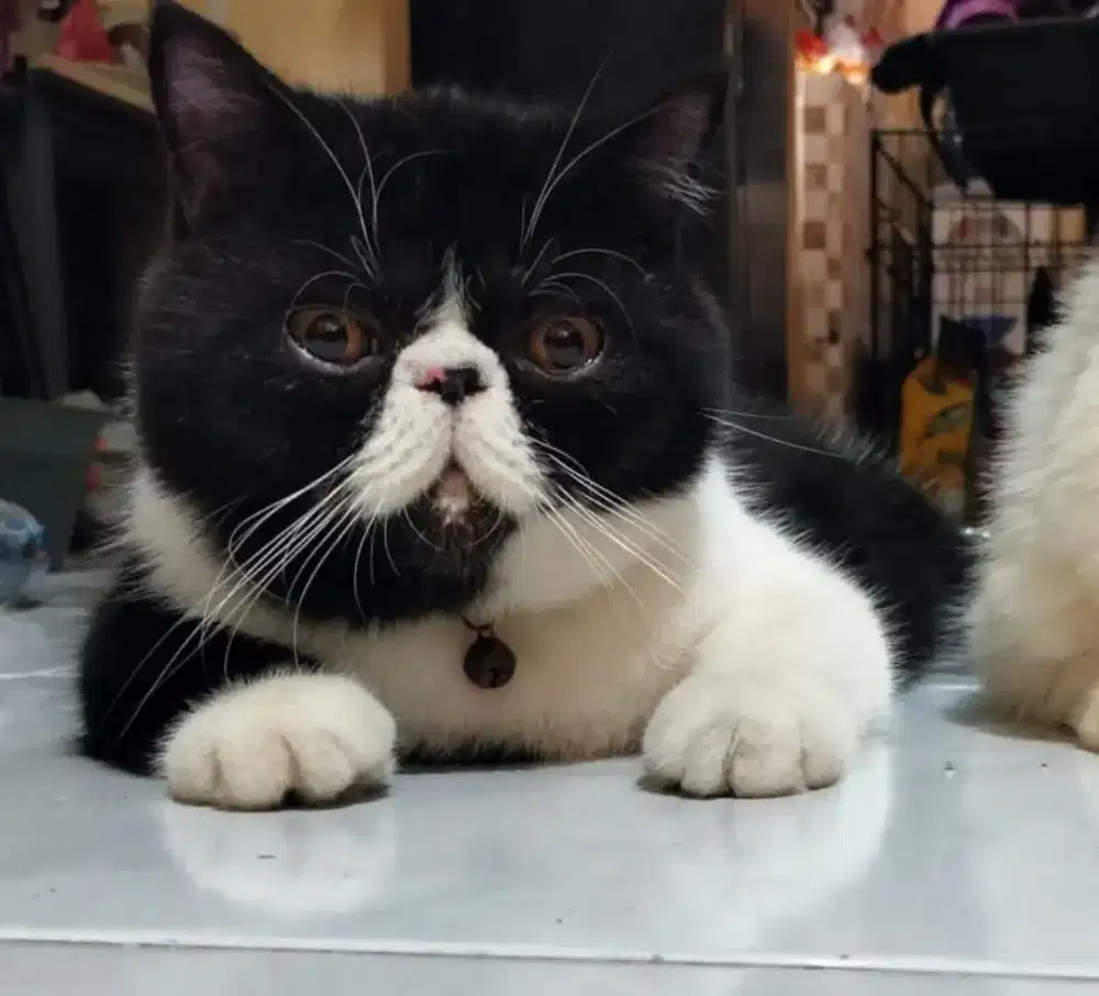 Kucing exo jantan steril
