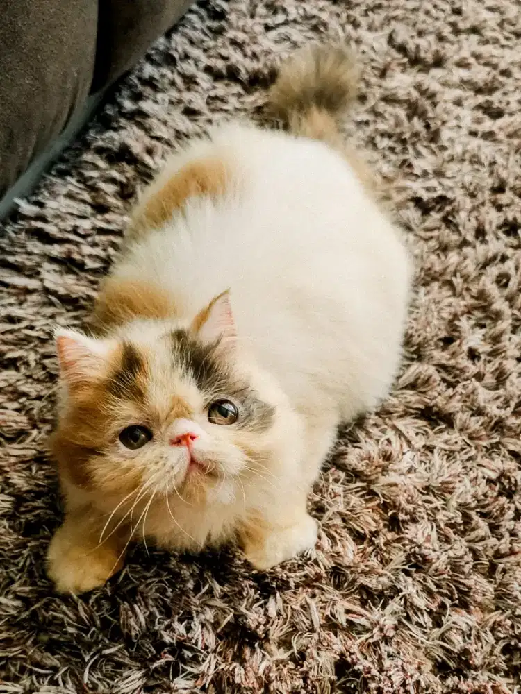 kitten persia lucu bulu tiga
