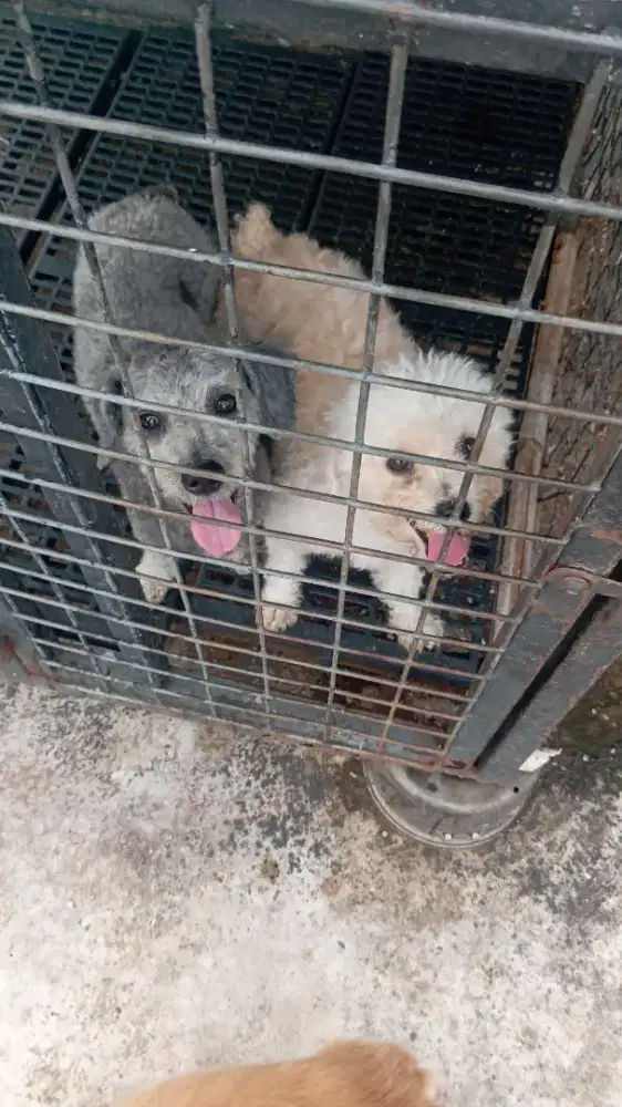 anjing poodle sepasang