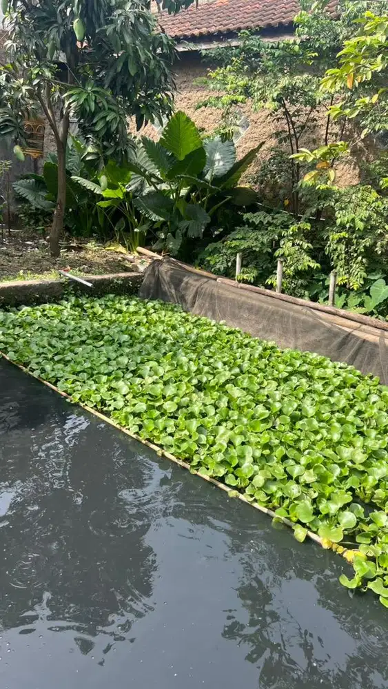 Eceng gondok kolam / aquarium