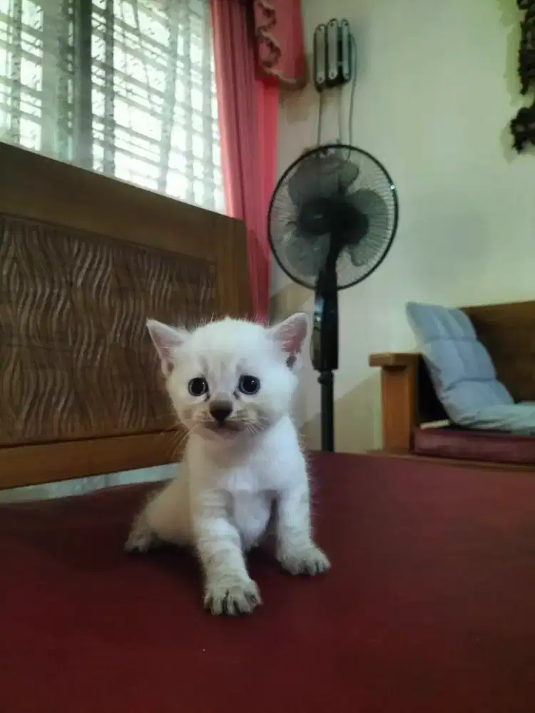 Kucing Ras Campuran