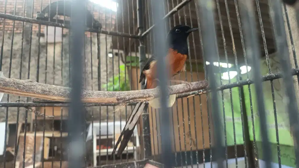 Murai batu pastol, murai muda trah prestasi/gacor