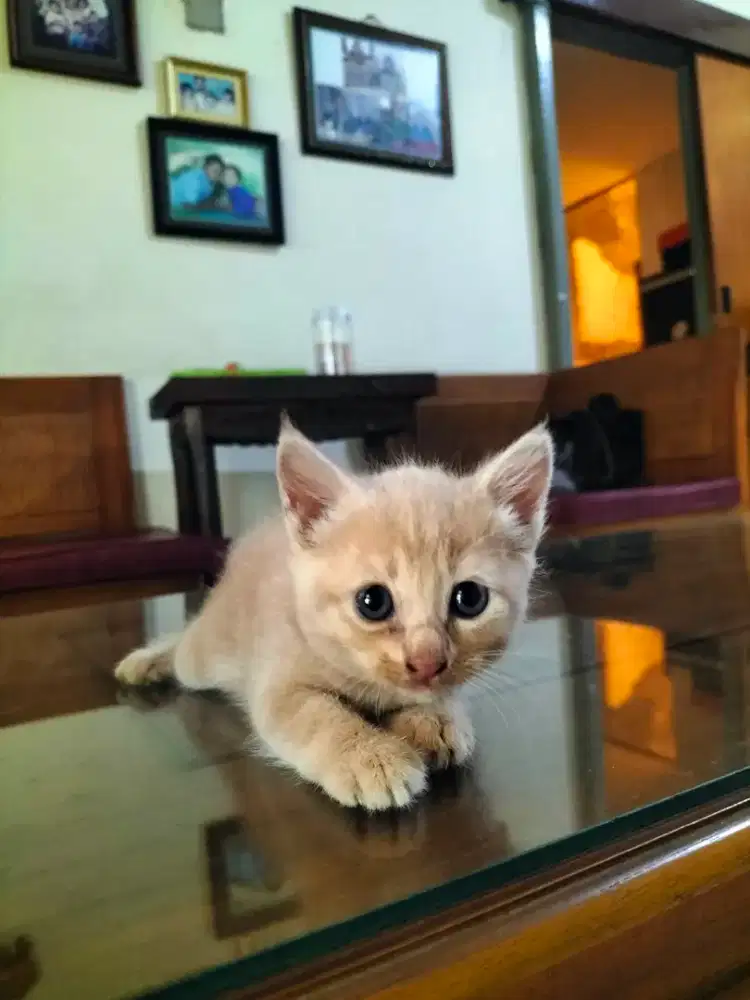 Kucing Ras Campuran
