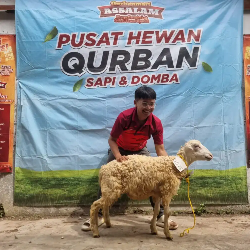 Jual Domba Qurban 2026