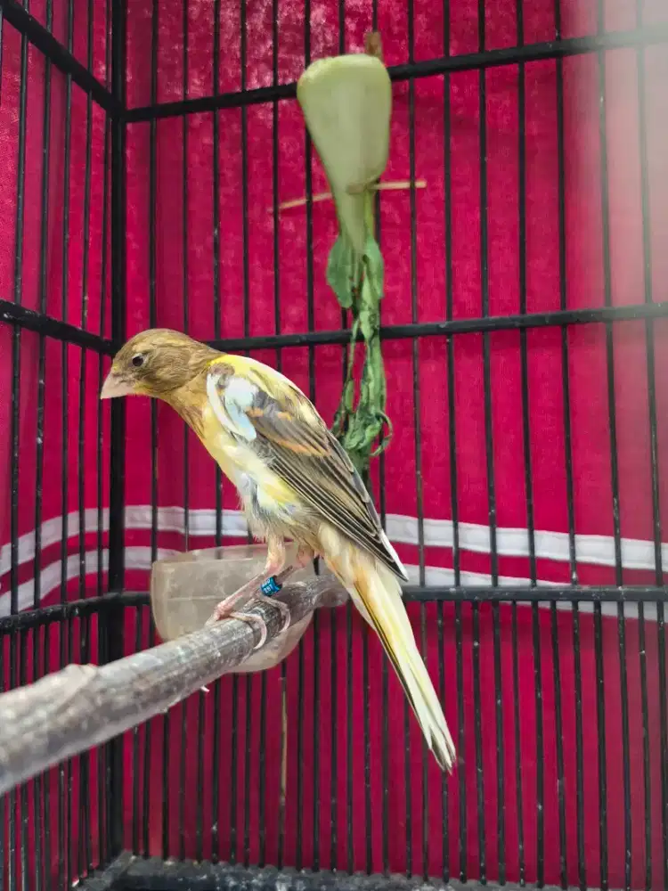 Kenari Crosbreed Jantan