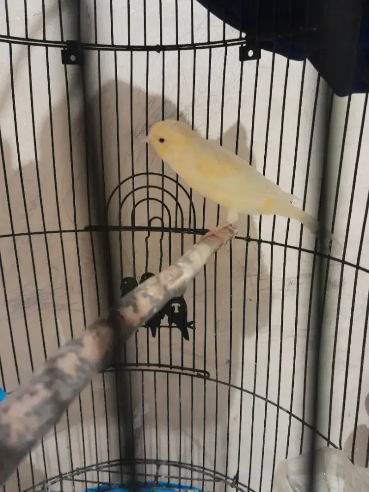 Burung kenari seri loper
