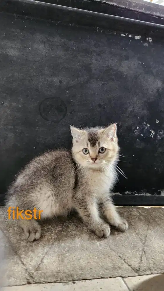 Lepas adopt. Kitten BSH