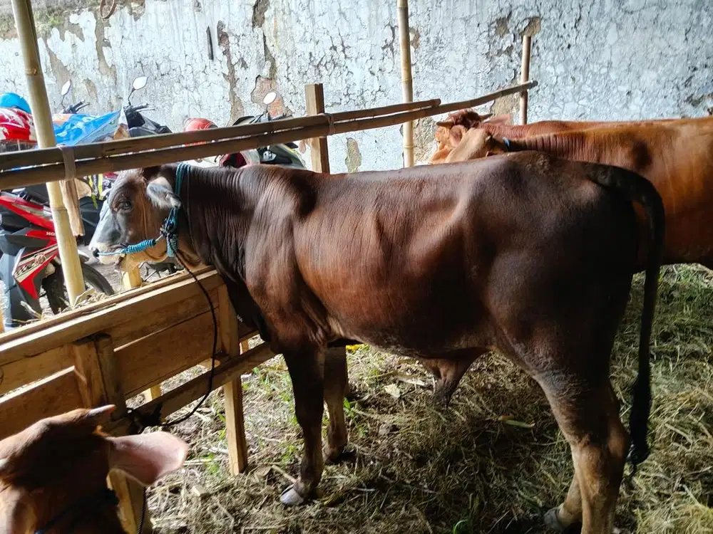Sapi Qurban Murah