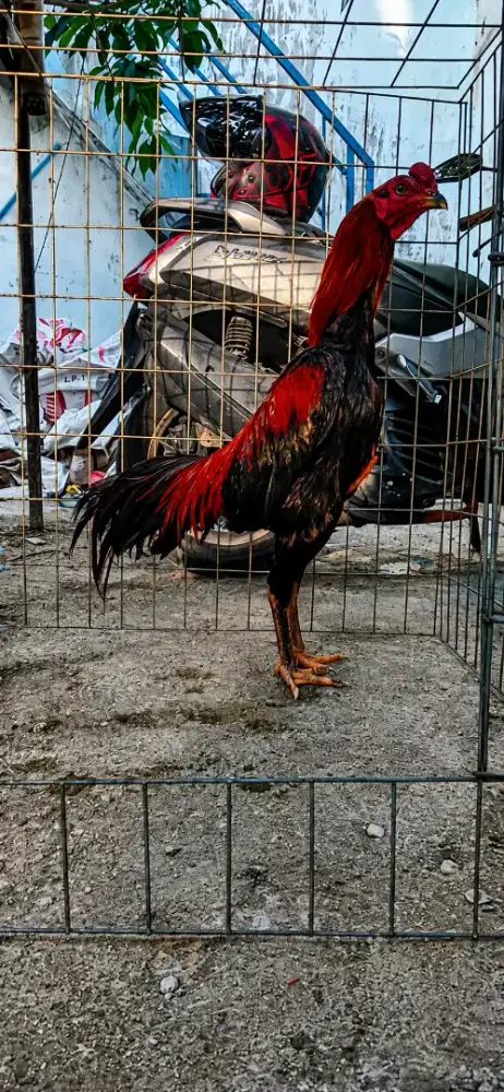 Koytrad 8 bulan