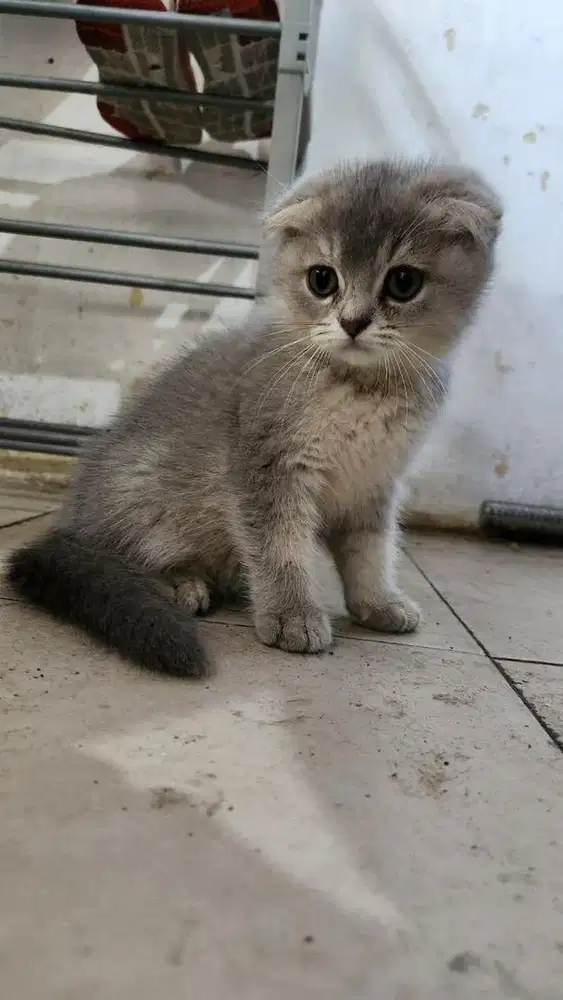 Lepas adopt kitten bsh fold