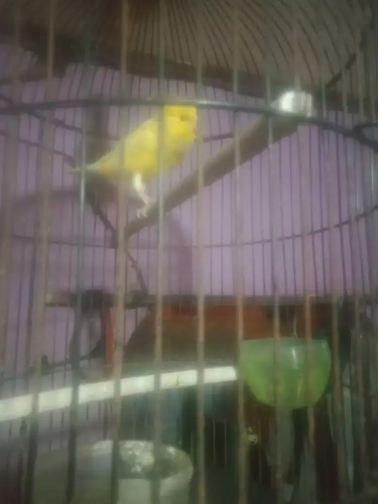 Kenari Silangan Rasmi x sf 1