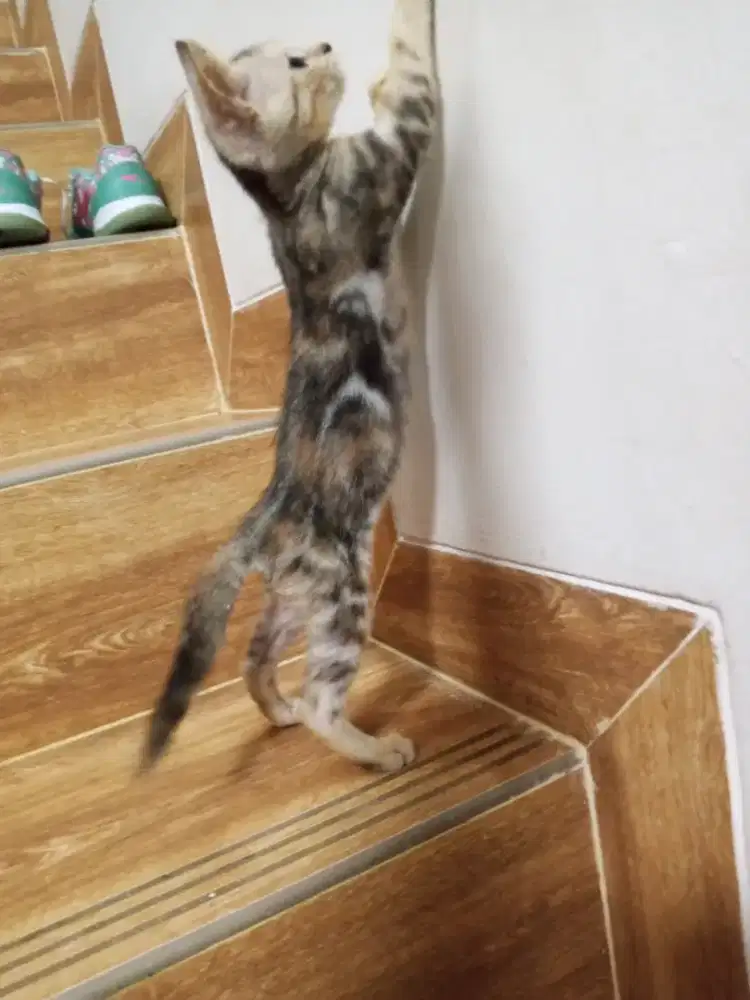 Kitten betina bgl cantik usia 4bln