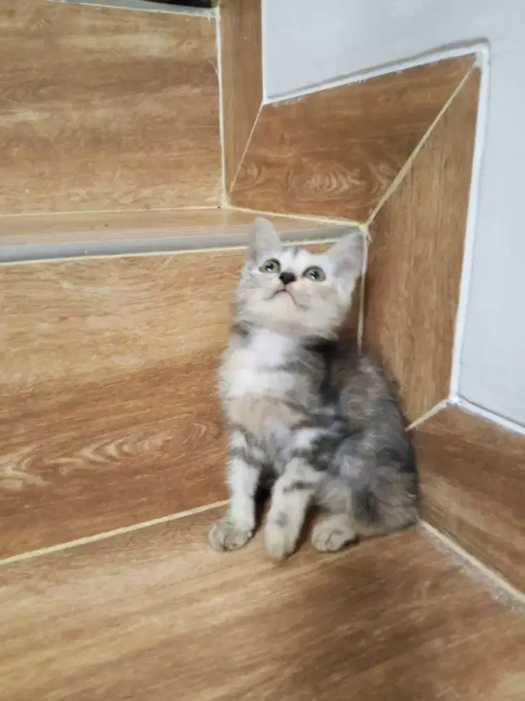Kitten bgl cantik usia 4bln