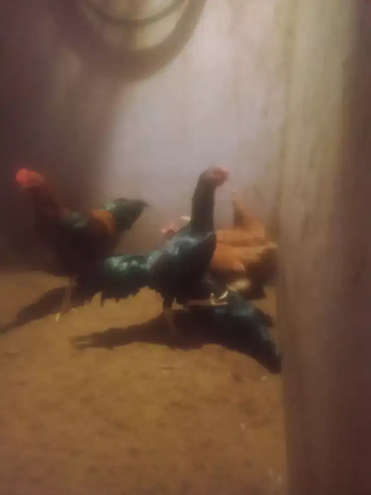 Ayam kampung dan petelur