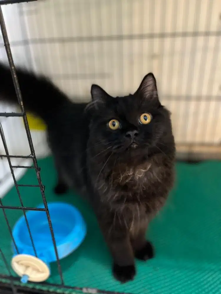 Open adopt kitten persia