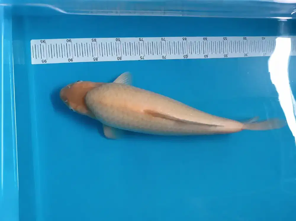 Karashi babyface 48cm berpunuk kepala body besar breed Madina Aziz HQ