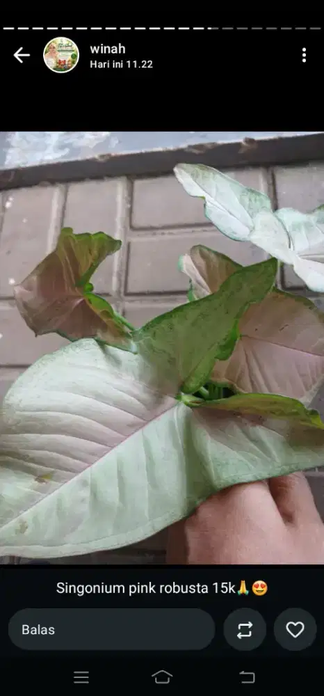 Syngonium pink robusta