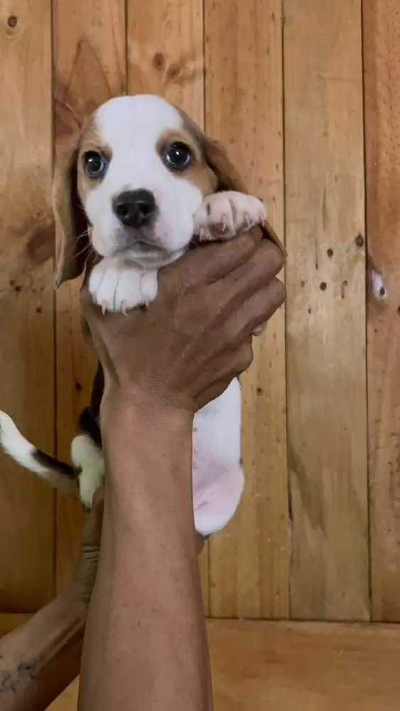 Beagle puppy betina stambum
