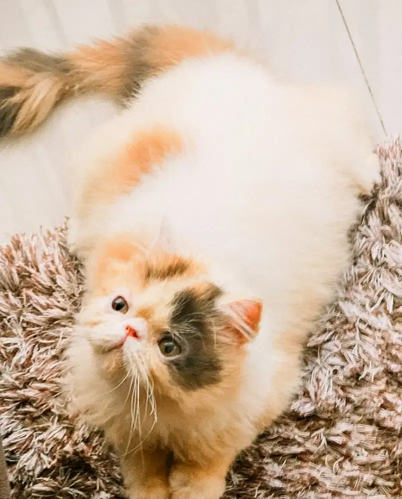 kitten persia bulu tiga cantik