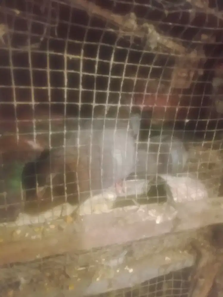 Jalak kebo sepasang