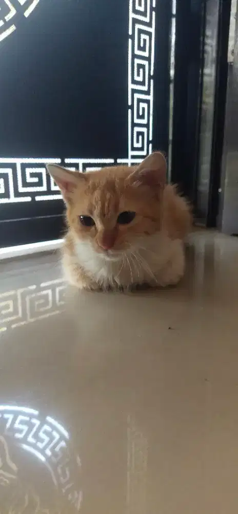 Open Adopt Kitt3n C4t P3rs14 F3m4l3 2 Month - Semplak Bogor