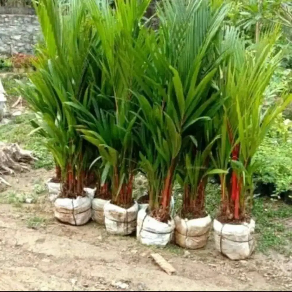 Pohon palam merah