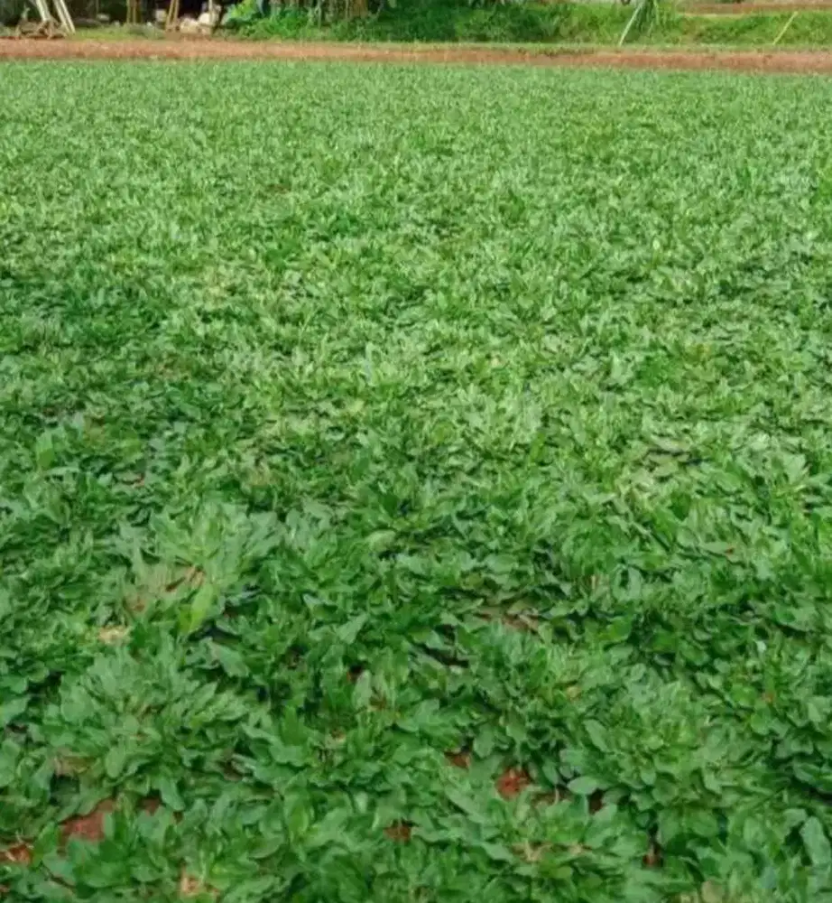 Rumput gajah mini