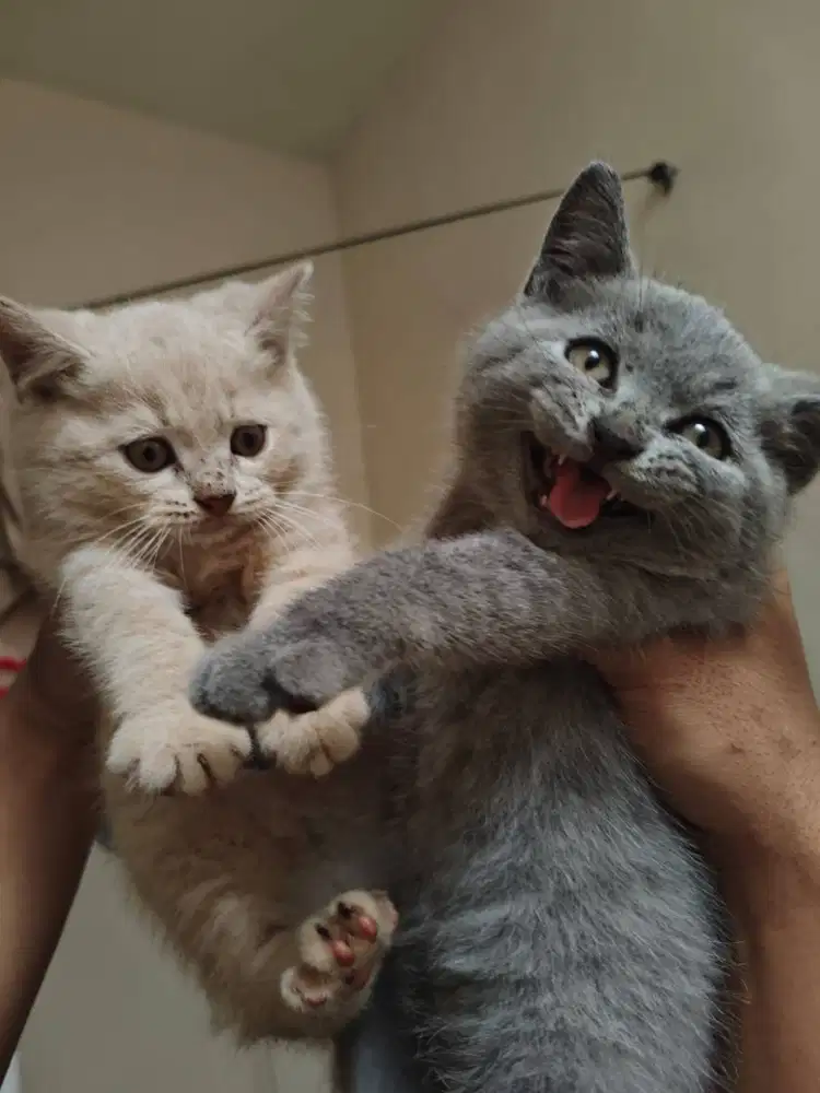 British Shorthair