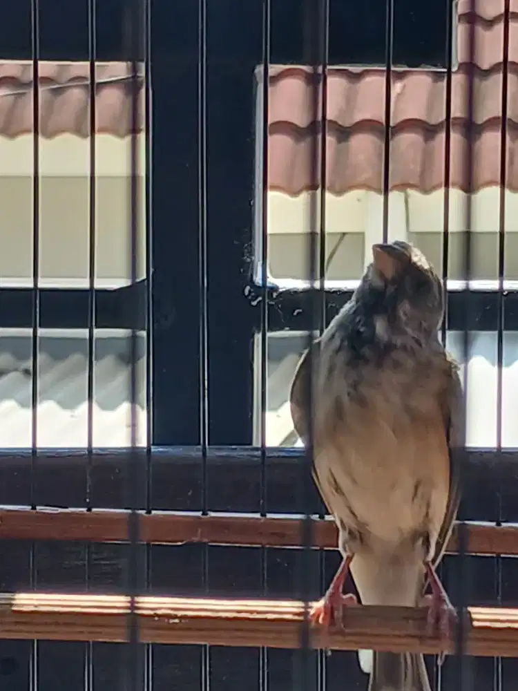 Burung Blactroot gacor door