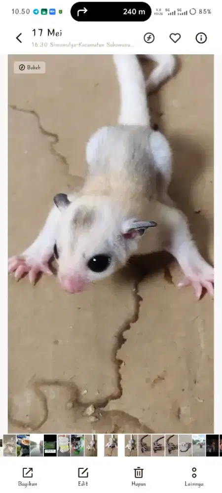 Sugar Glider Mozaik