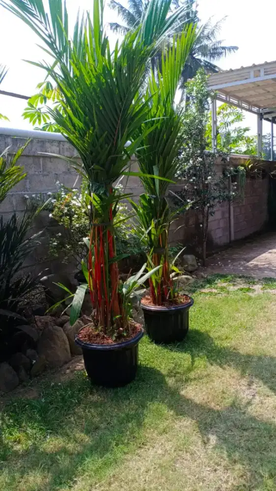 Tanaman palam merah